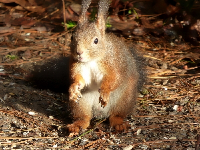 Kleines Eichhörnchen