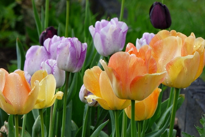Tulpen