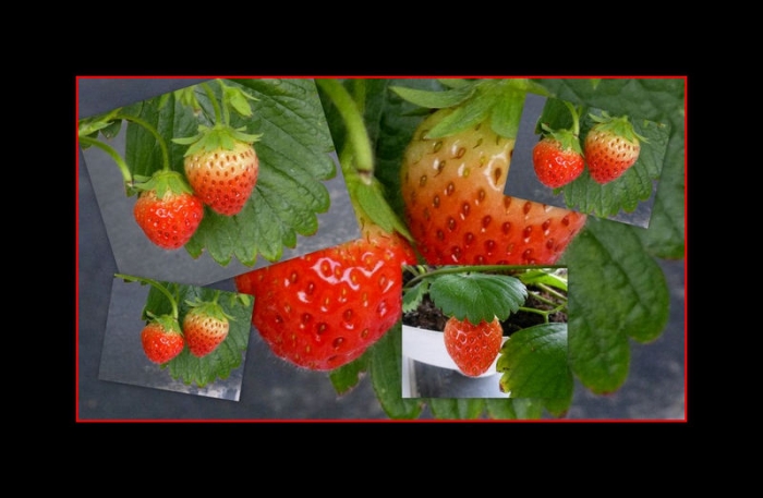 Erdbeeren