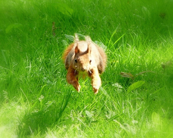 Eichhörnchen im Flug