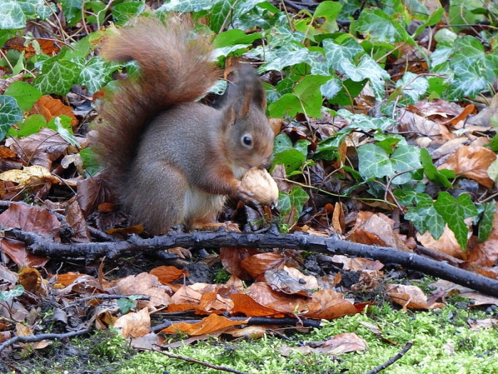 Eichhörnchen