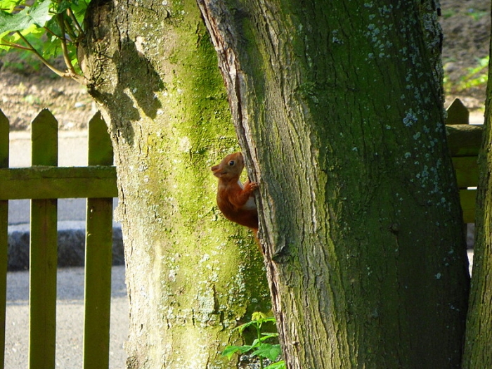 Eichhörnchen