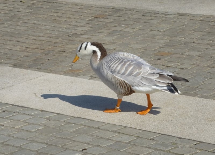 Indische Streifengans