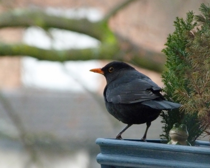 Amsel