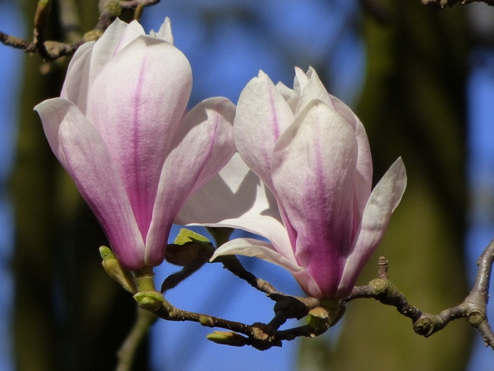 Magnolien