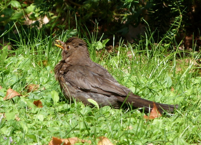 Amsel beim Sonnenbaden
