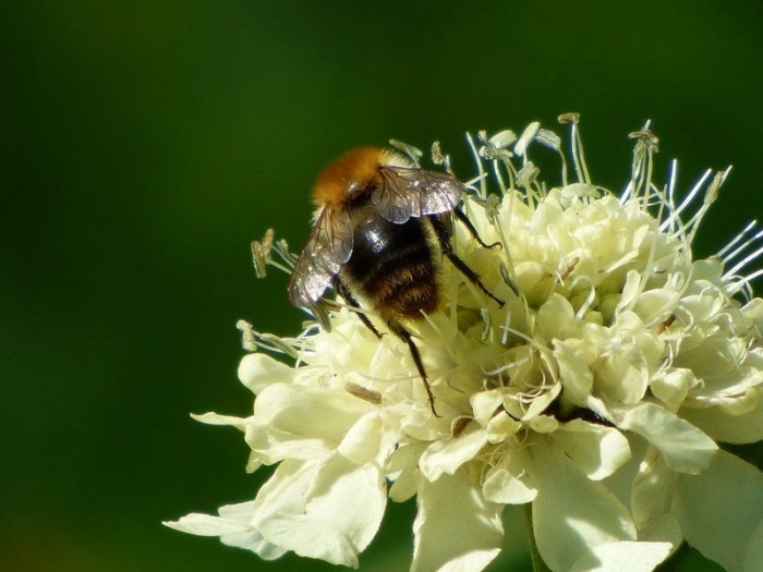 Hummel