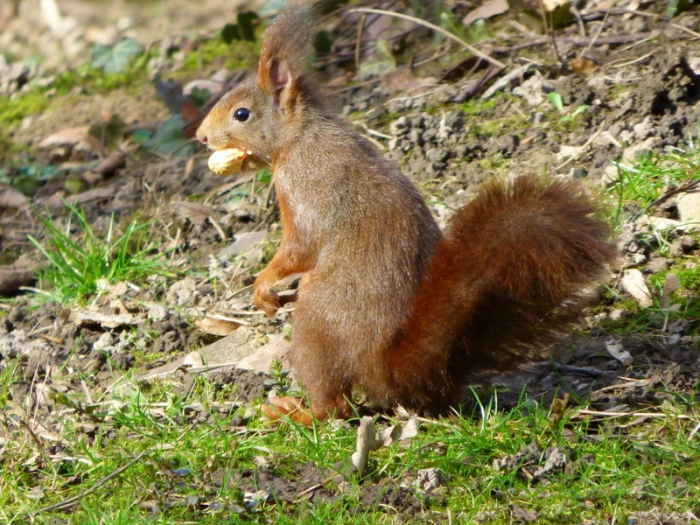 Eichhörnchen
