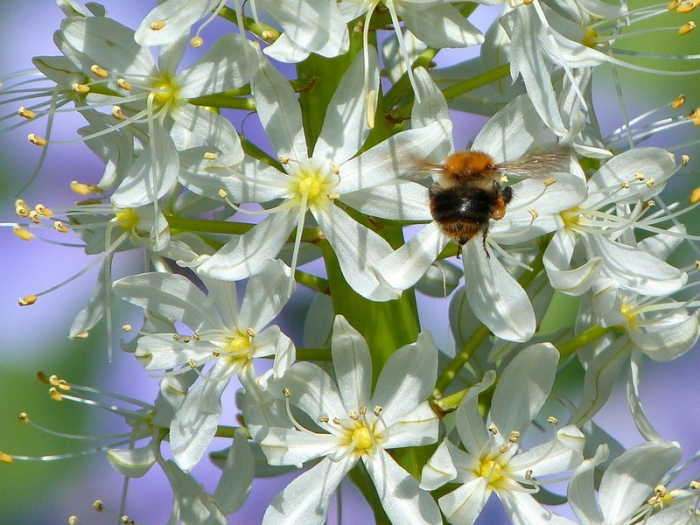 Steppenkerze mit Hummel