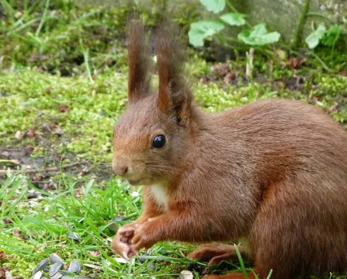 Eichhörnchen