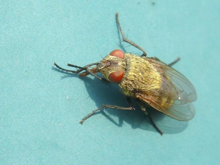 Graugelbe Polsterfliege