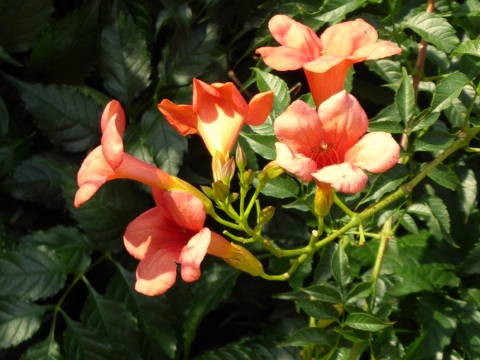 Blüten im Botanischen Garten