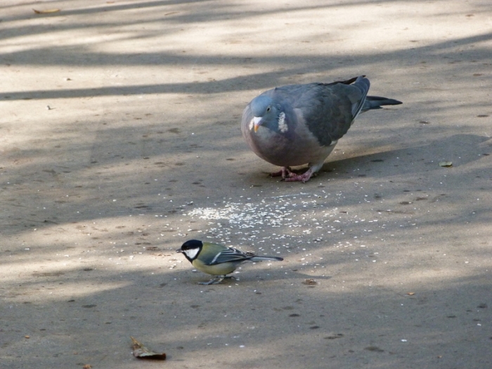 Taube und Meise