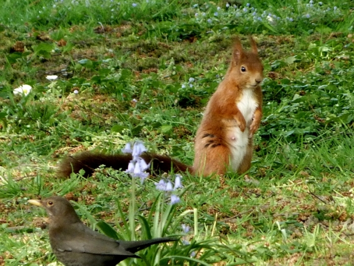 Eichhörnchen und Amsel