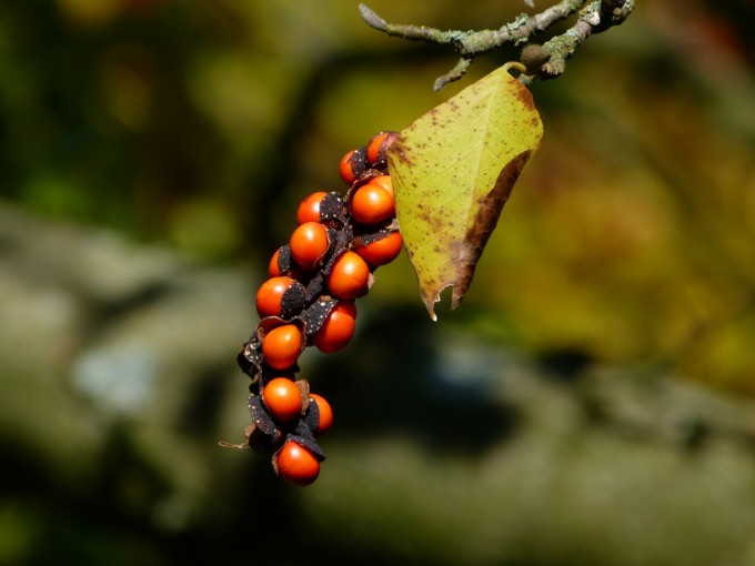 Frucht einer Magnolie