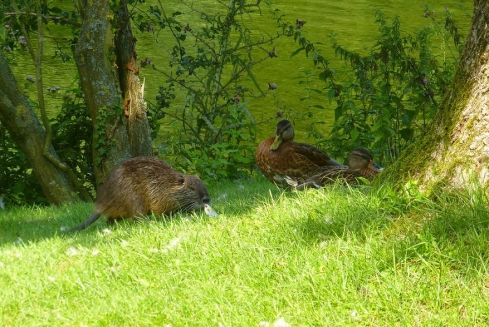 Nutria und Enten
