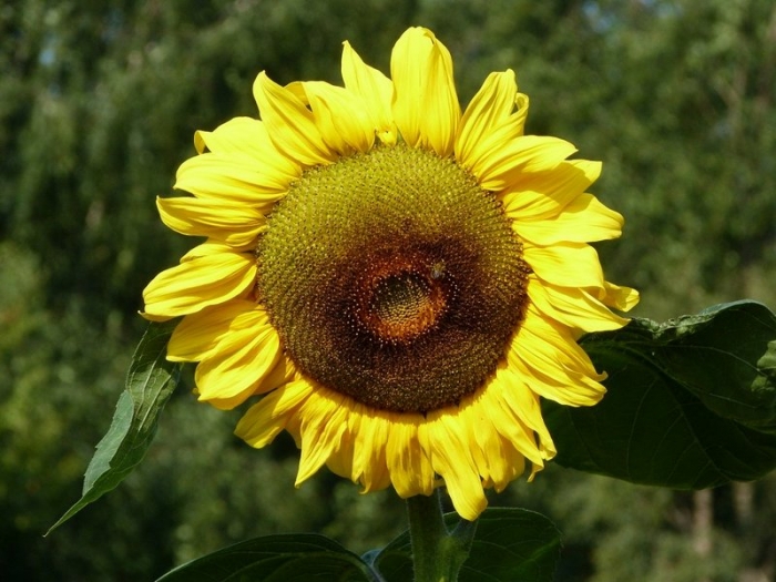 Sonnenblume