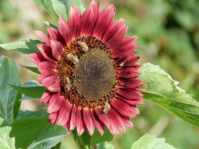 Sonnenblume mit Bienen
