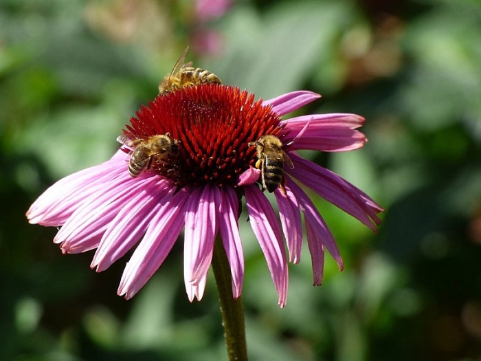Echinacea und drei Bienen
