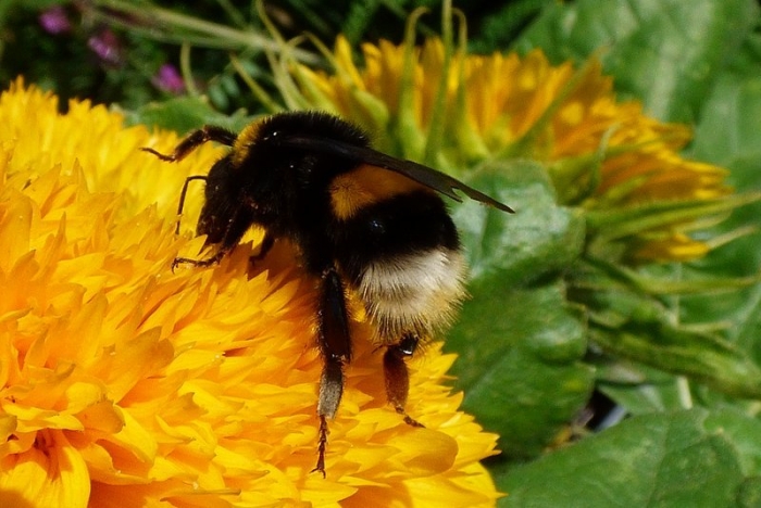 Hummel auf Teddybär