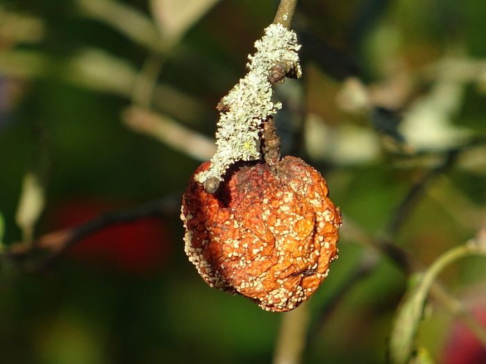 Verdörrter Apfel am Baum