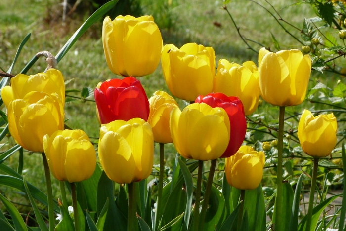 Tulpen