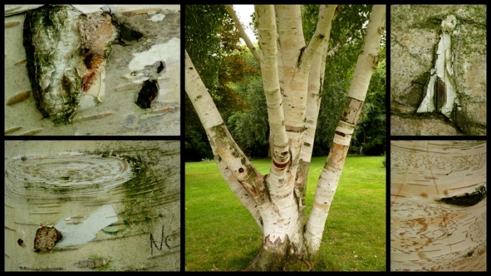 Strukturen in der Birke