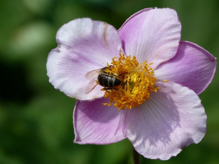 Besuch auf einer Blüte