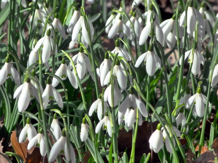 Schneeglöckchen