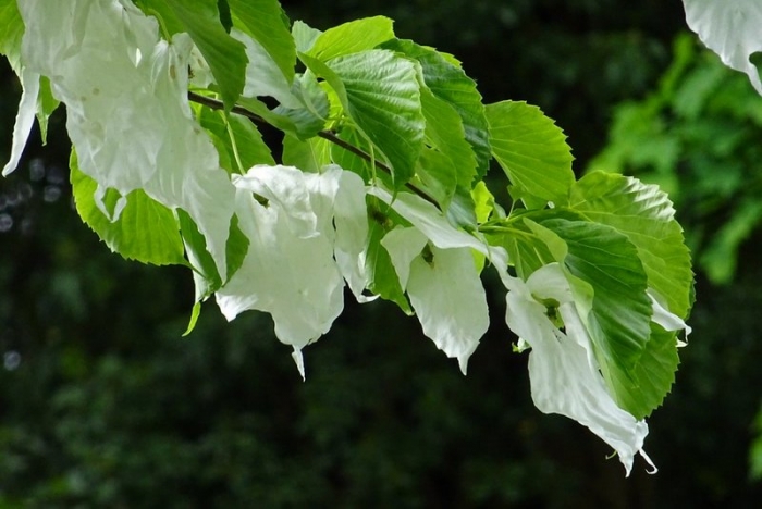 Zweig vom Taschentuchbaum