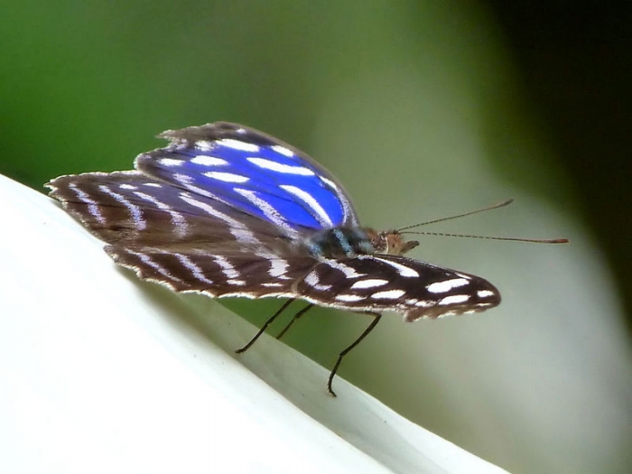 Schmetterling
