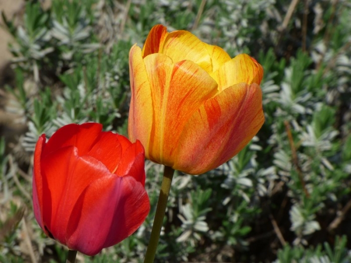 Tulpen
