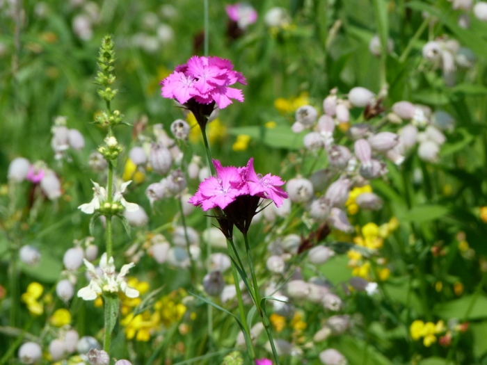 Wiesenblumen