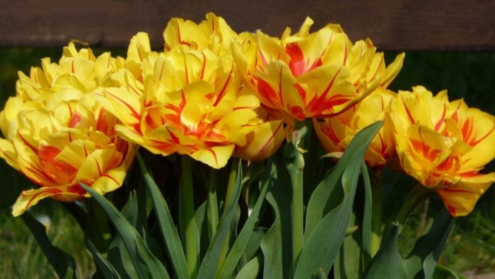 Tulpen