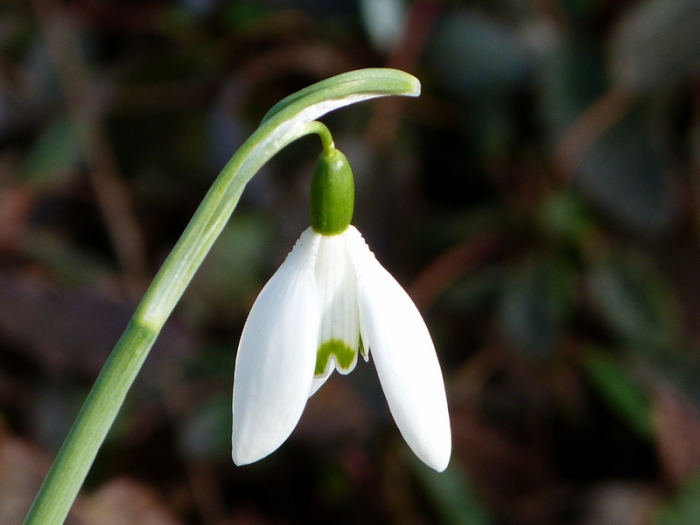Schneeglöckchen