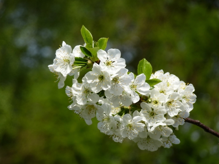 Blüten vom Birnbaum