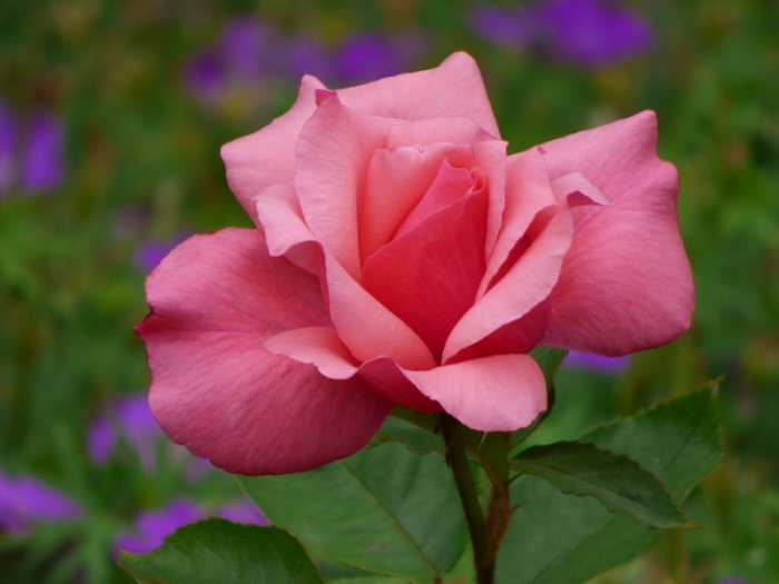 Für einen schönen Sonntag