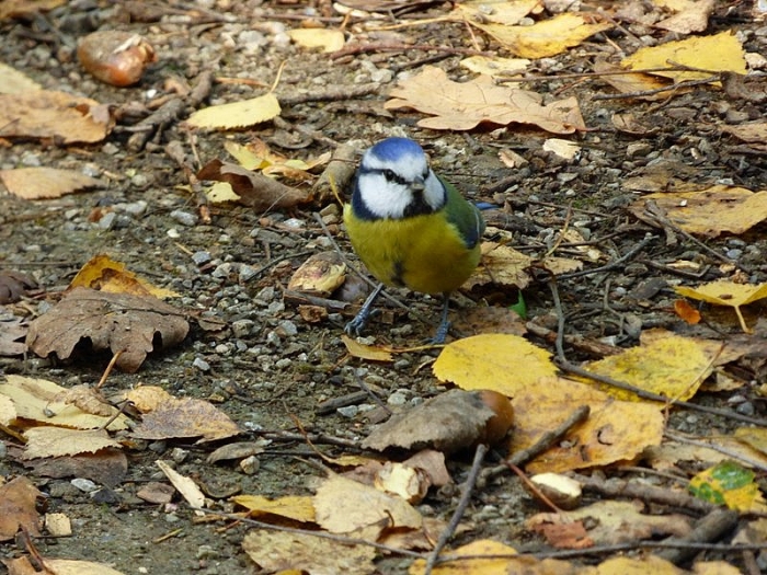 Blaumeise im Oktober