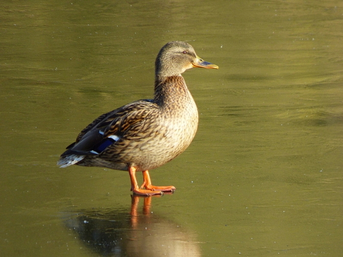Ente