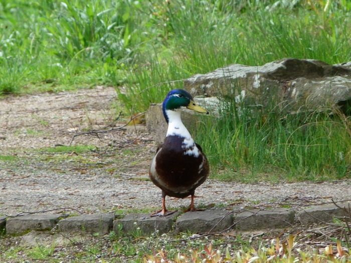 Ente