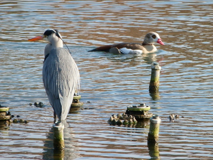 Fischreiher u. Nilgans