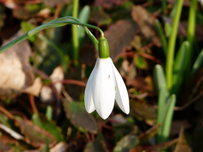 Schneeglöckchen