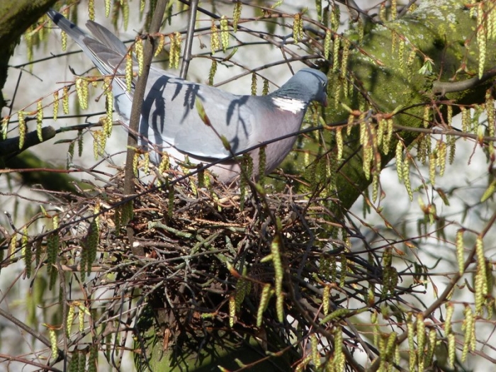 Taube im Nest