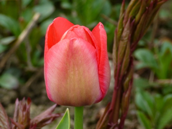 Tulpe