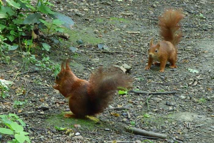 Eichhörnchen