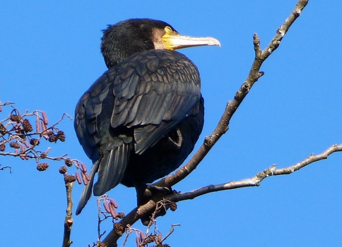 Kormoran