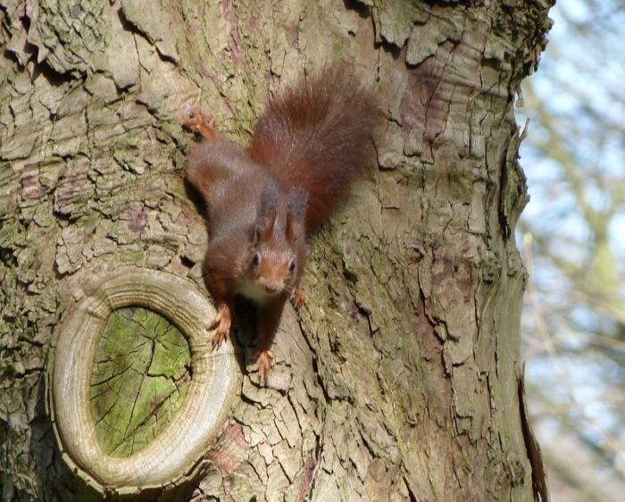 Eichhörnchen