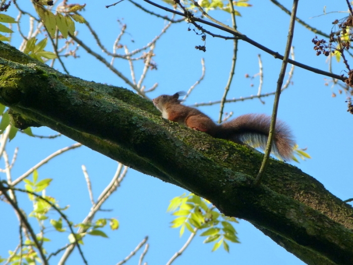 Eichhörnchen