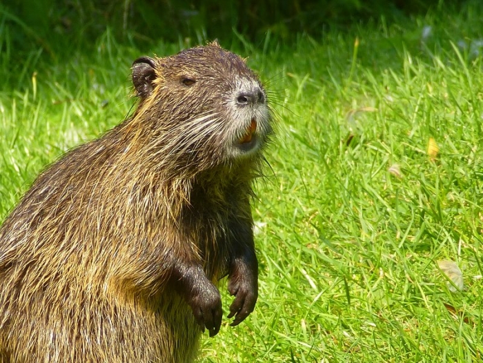 Nutria