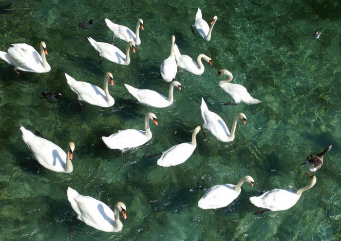 Schwäne